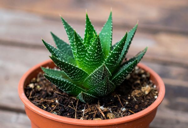 aloe vera en cadeau fte des papas