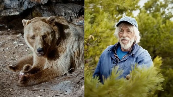 Cet ours que Pierre Richard a vu va changer sa fin de carrire