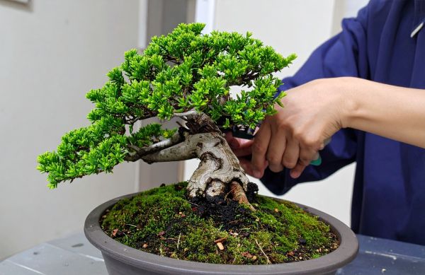 Bonsai cadeau fte des pres